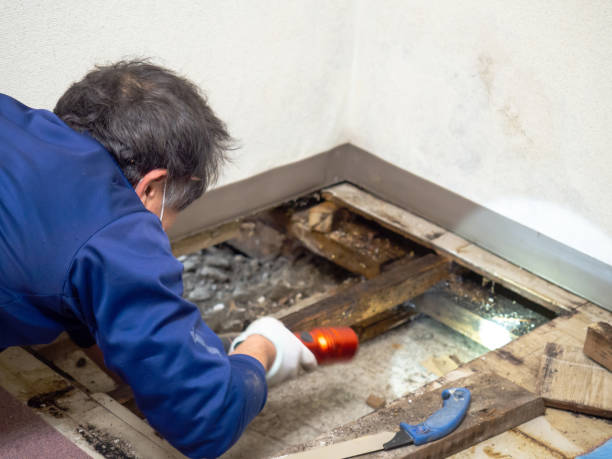 Best Mold Removal and Inspection  in La Crosse, WI
