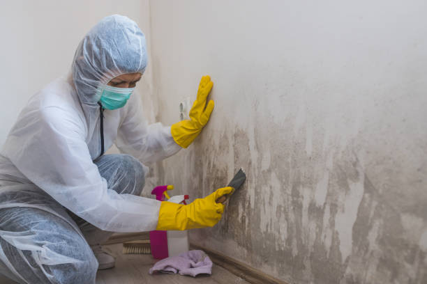 Best Toxic Mold Removal  in La Crosse, WI