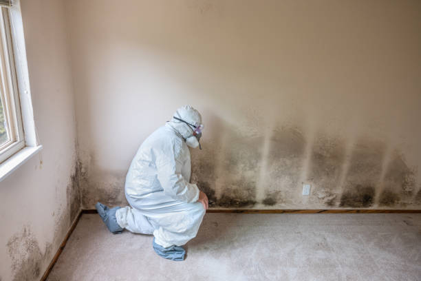 Best Toxic Mold Removal  in La Crosse, WI